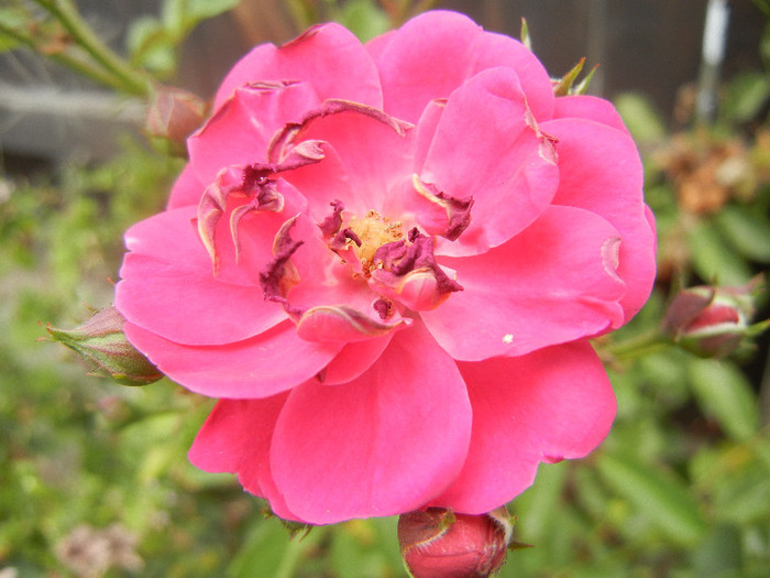 Rose Leipzig (2012, July 17)