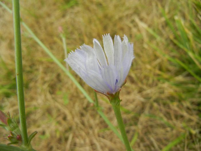 Cichorium intybus (2012, July 17)