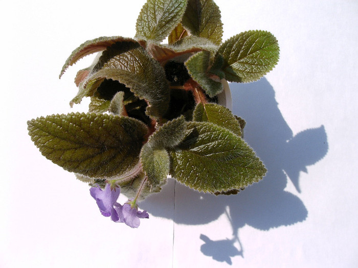 Eucodonia  Adele - Alte Gesneriaceae