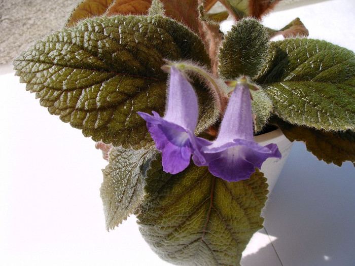IMAG0010 - Alte Gesneriaceae