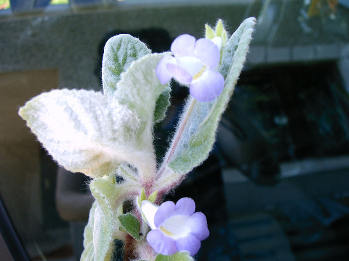 IMAG0041 - Alte Gesneriaceae