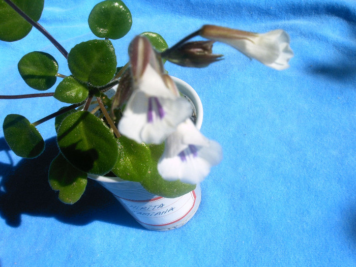 IMAG0024 - Alte Gesneriaceae