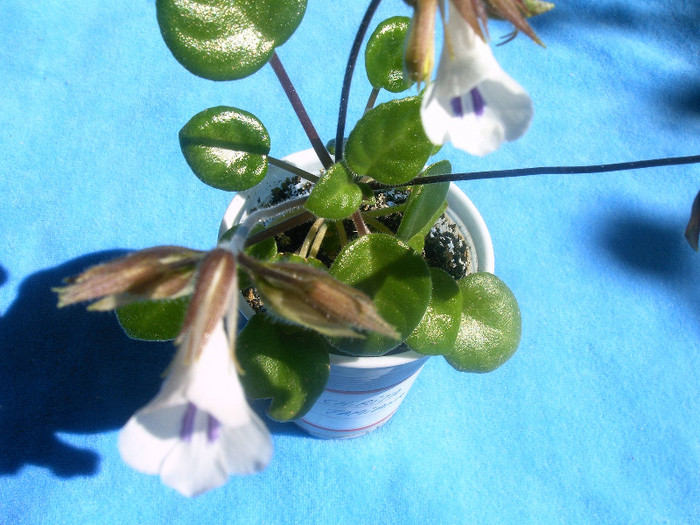 Chirita T - Alte Gesneriaceae