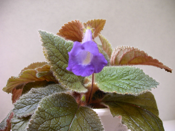 IMAG0026 - Alte Gesneriaceae