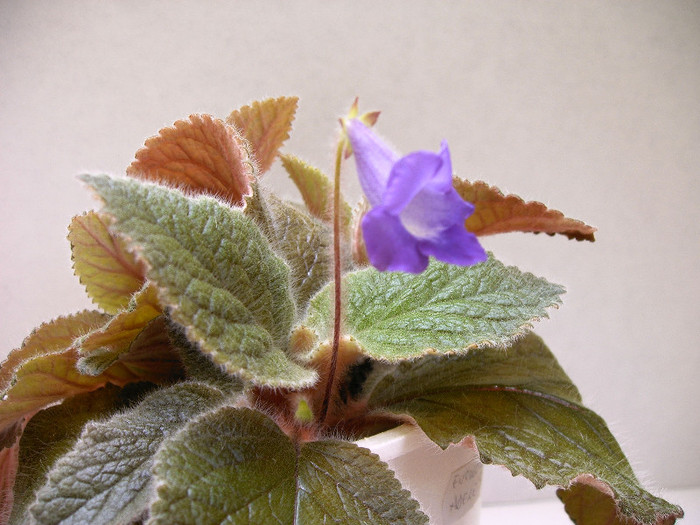 IMAG0027 - Alte Gesneriaceae