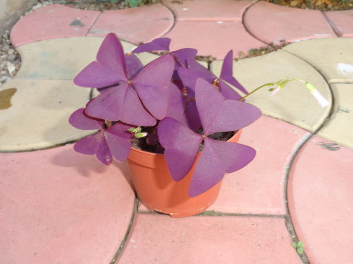 DSC03396 - oxalis by Aldani