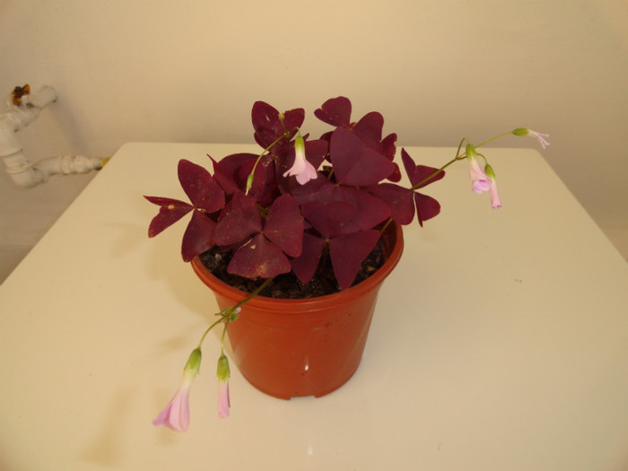 DSC03407 - oxalis by Aldani