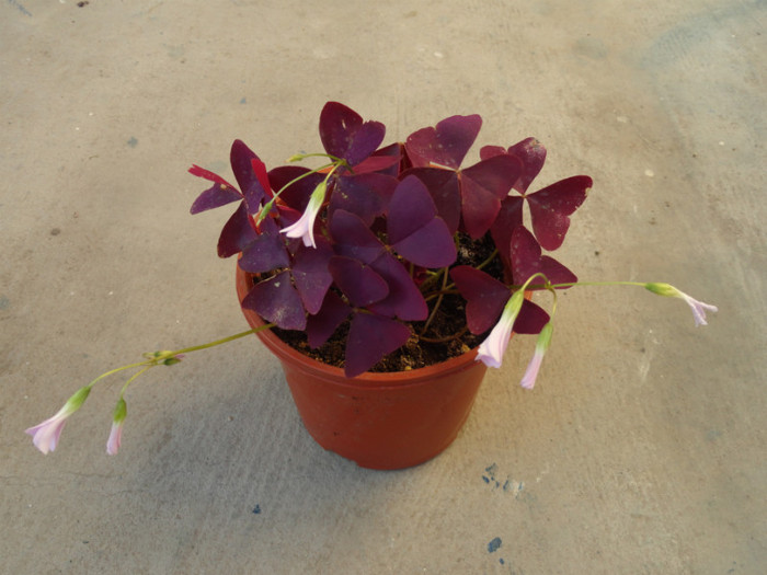 DSC03408 - oxalis by Aldani