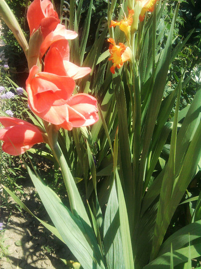 Photo0482 - gladiole