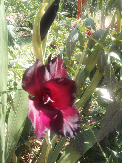 Photo0483 - gladiole