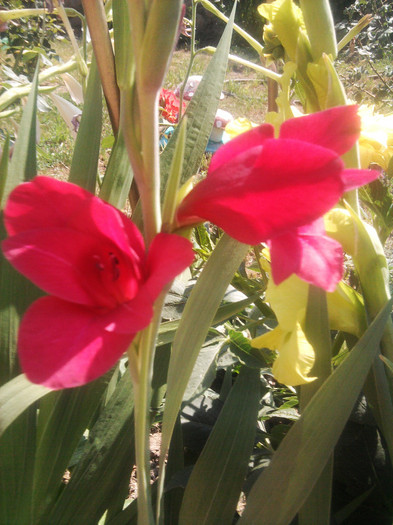 Photo0485 - gladiole