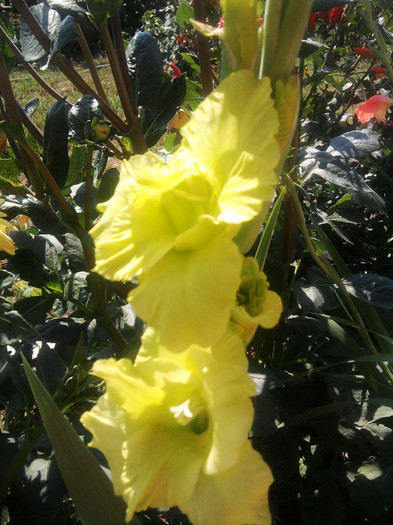 Photo0486 - gladiole