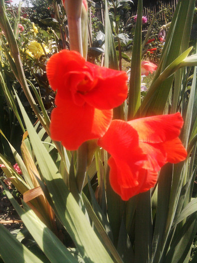 Photo0487 - gladiole