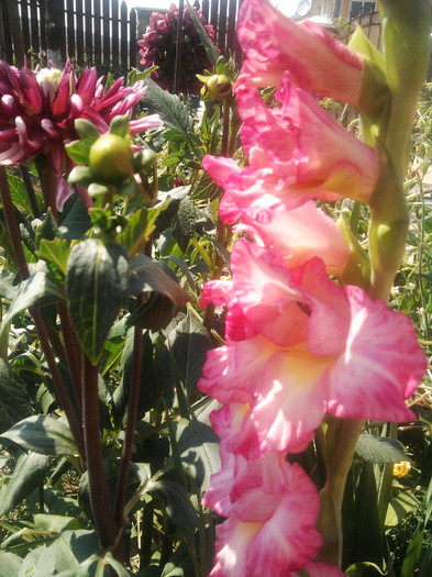 Photo0488 - gladiole