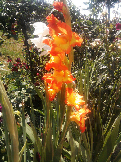 Photo0492 - gladiole