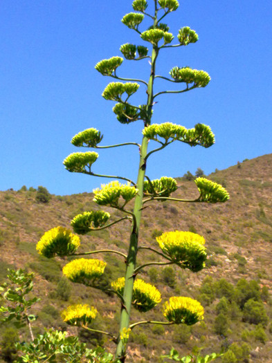 flori cactus