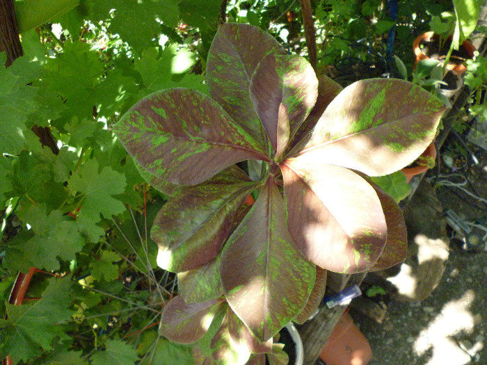 P1000995