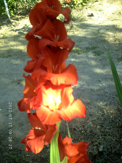 Picture 489 - Gladiole 2012