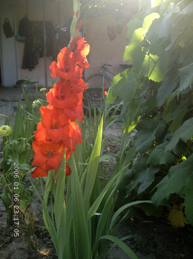 Picture 493 - Gladiole 2012