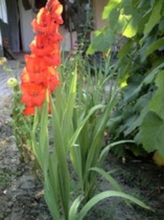 77996483 - Gladiole 2012