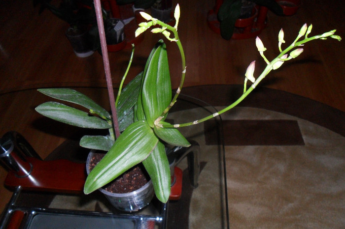 dendro 005 - Dendrobium phalaenopsis