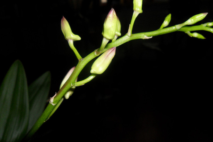 dendro 006 - Dendrobium phalaenopsis