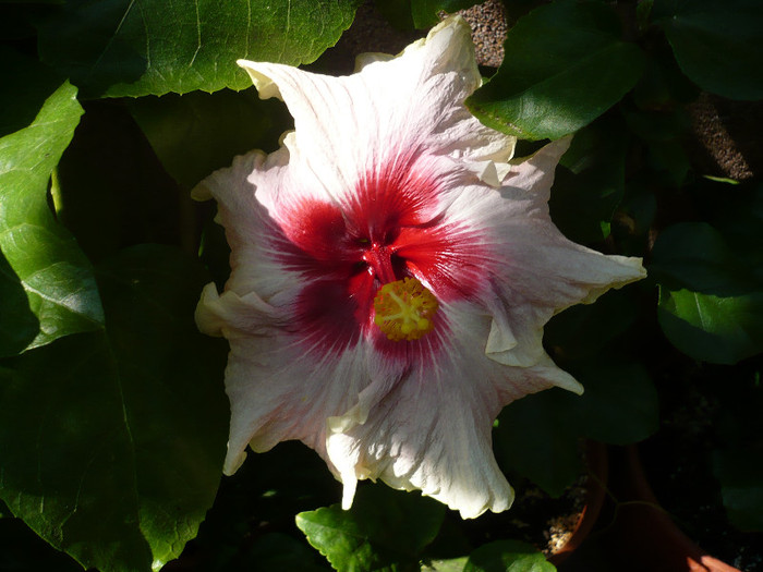 P1150938