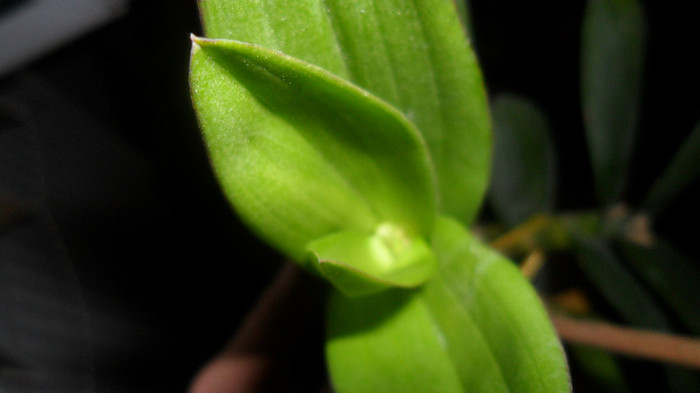 tije noi la den phala - Dendrobium phalaenopsis