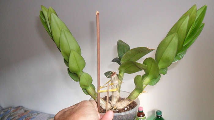 tije noi la den phala - Dendrobium phalaenopsis