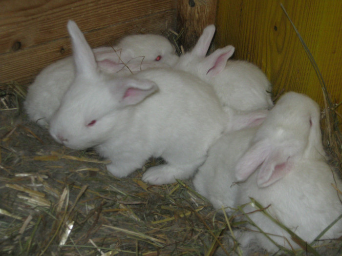 la Mahringer pui la 2-3 luni-50 buc - de vinzare