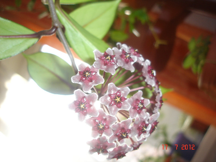 Hoya cv. 'Red Plum'; Hoya cv. 'Red Plum' (Hoya pubicalyx x Hoya carnosa
