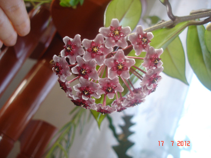 Hoya cv. 'Red Plum' - Hoya red plum pubicalix x carnosa