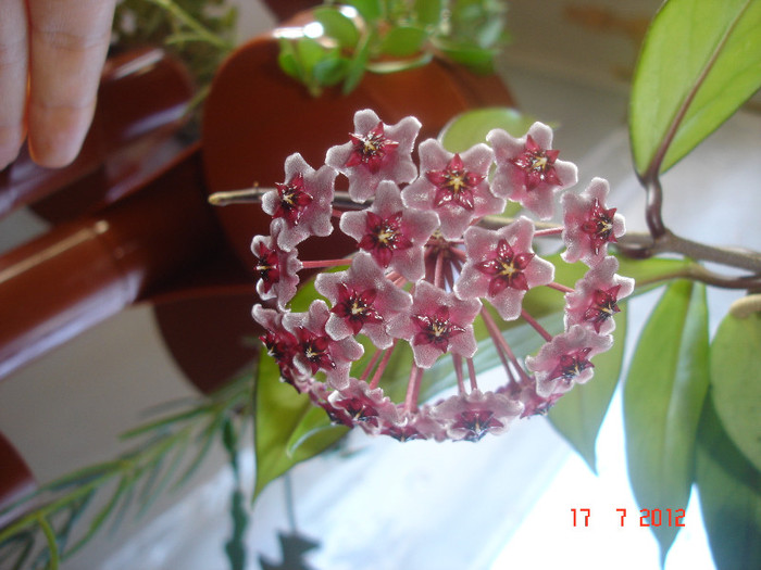 Hoya cv. 'Red Plum' - Hoya red plum pubicalix x carnosa