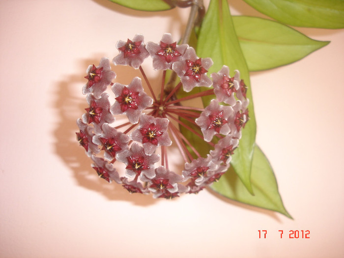 Hoya cv. 'Red Plum' - Hoya red plum pubicalix x carnosa