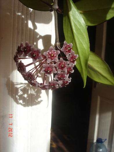 Hoya cv. 'Red Plum' - Hoya red plum pubicalix x carnosa
