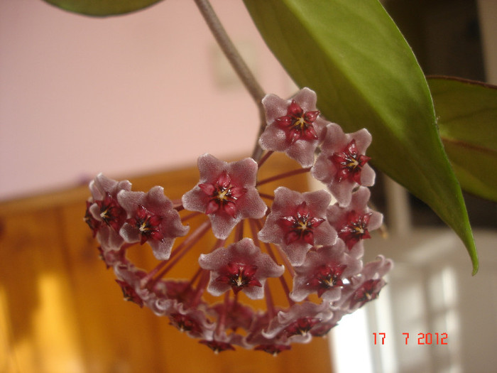 Hoya cv. 'Red Plum' - Hoya red plum pubicalix x carnosa