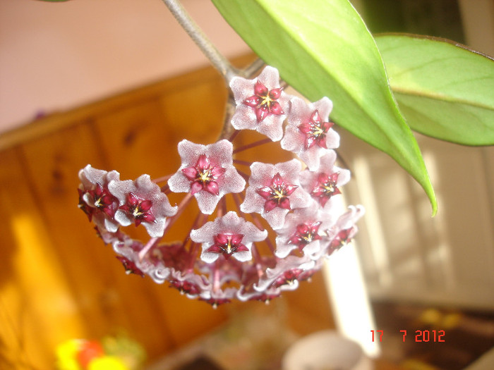 Hoya cv. 'Red Plum' - Hoya red plum pubicalix x carnosa