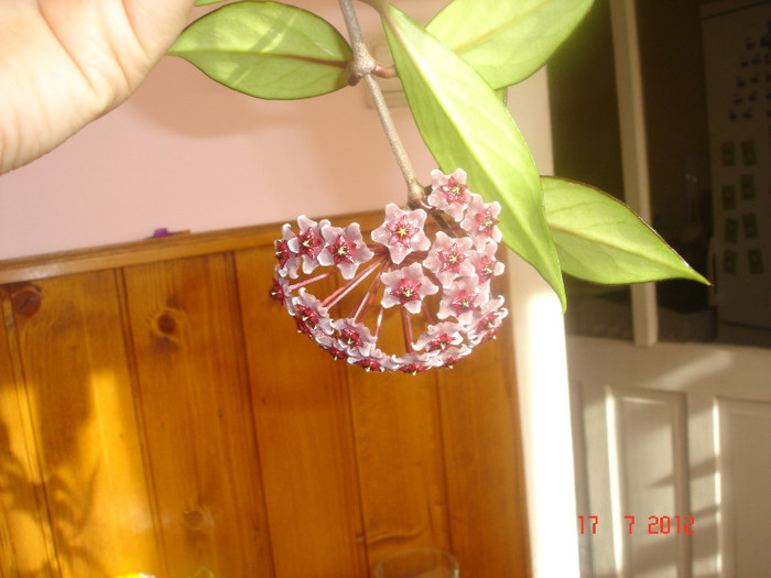 Hoya cv. 'Red Plum' - Hoya red plum pubicalix x carnosa