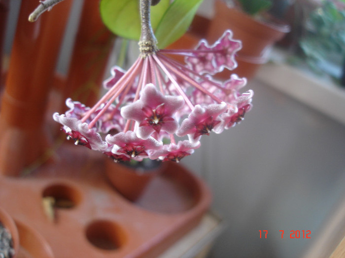 Hoya cv. 'Red Plum'