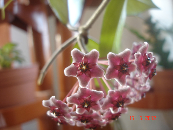 Hoya cv. 'Red Plum' - Hoya red plum pubicalix x carnosa