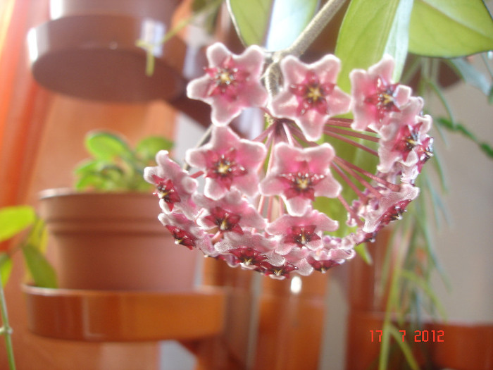 Hoya cv. 'Red Plum' - Hoya red plum pubicalix x carnosa