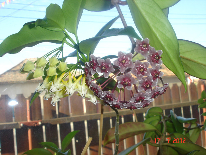 Multiflora si  red plum(Pubicalix x carnosa) - 0 Hoya