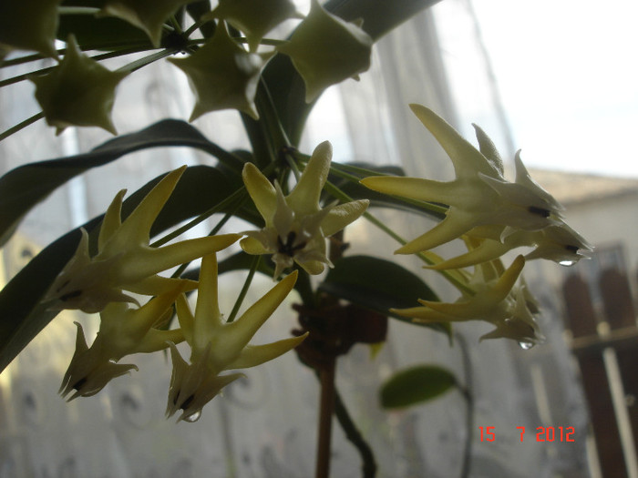 DSC05187 - Hoya Multiflora