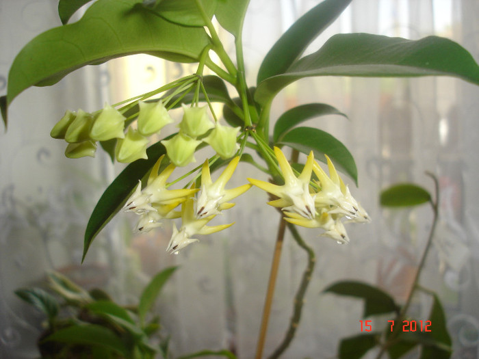 DSC05188 - Hoya Multiflora