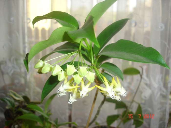 DSC05189 - Hoya Multiflora