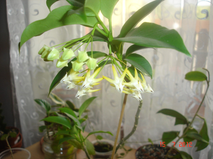 DSC05191 - Hoya Multiflora