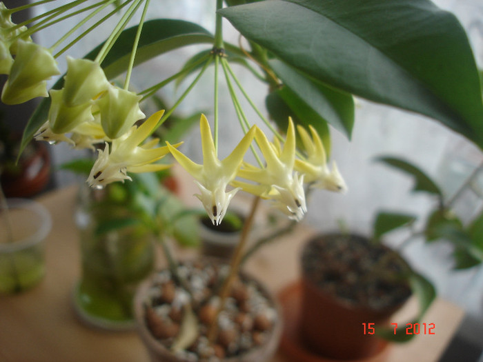 DSC05192 - Hoya Multiflora