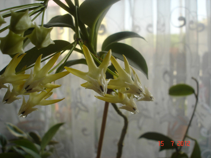 DSC05193 - Hoya Multiflora