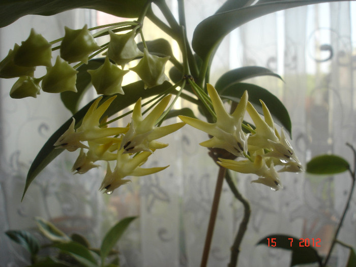 DSC05194 - Hoya Multiflora
