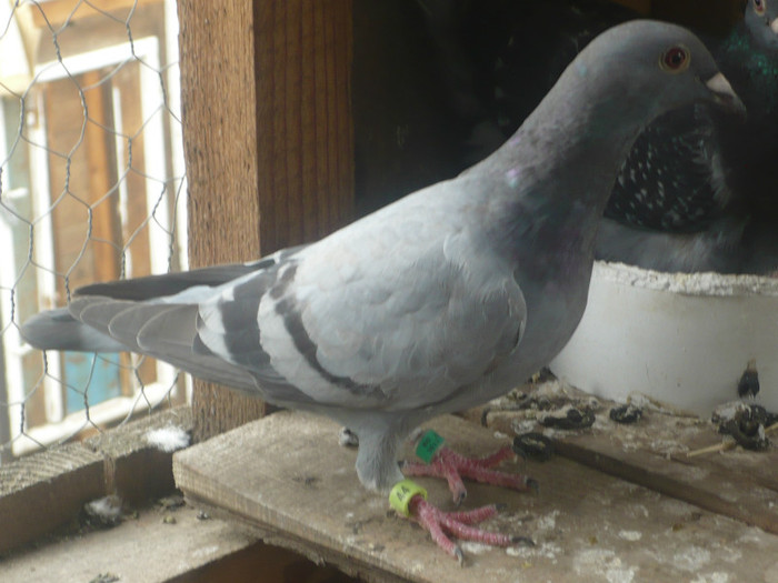 frati de cuib cu poza de mai jos:D